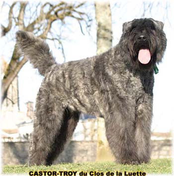 bouvier des flandres du clos de la luette - copyright déposé